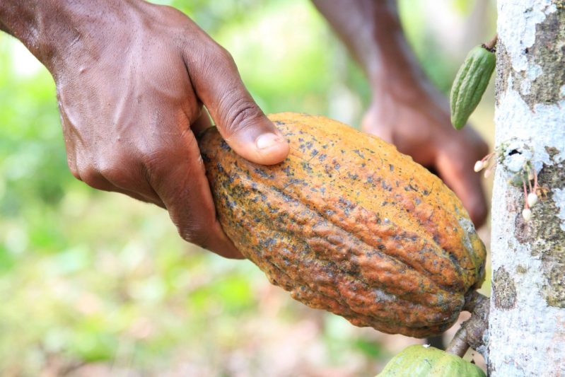 Kakaofrüchte und Pflanzen