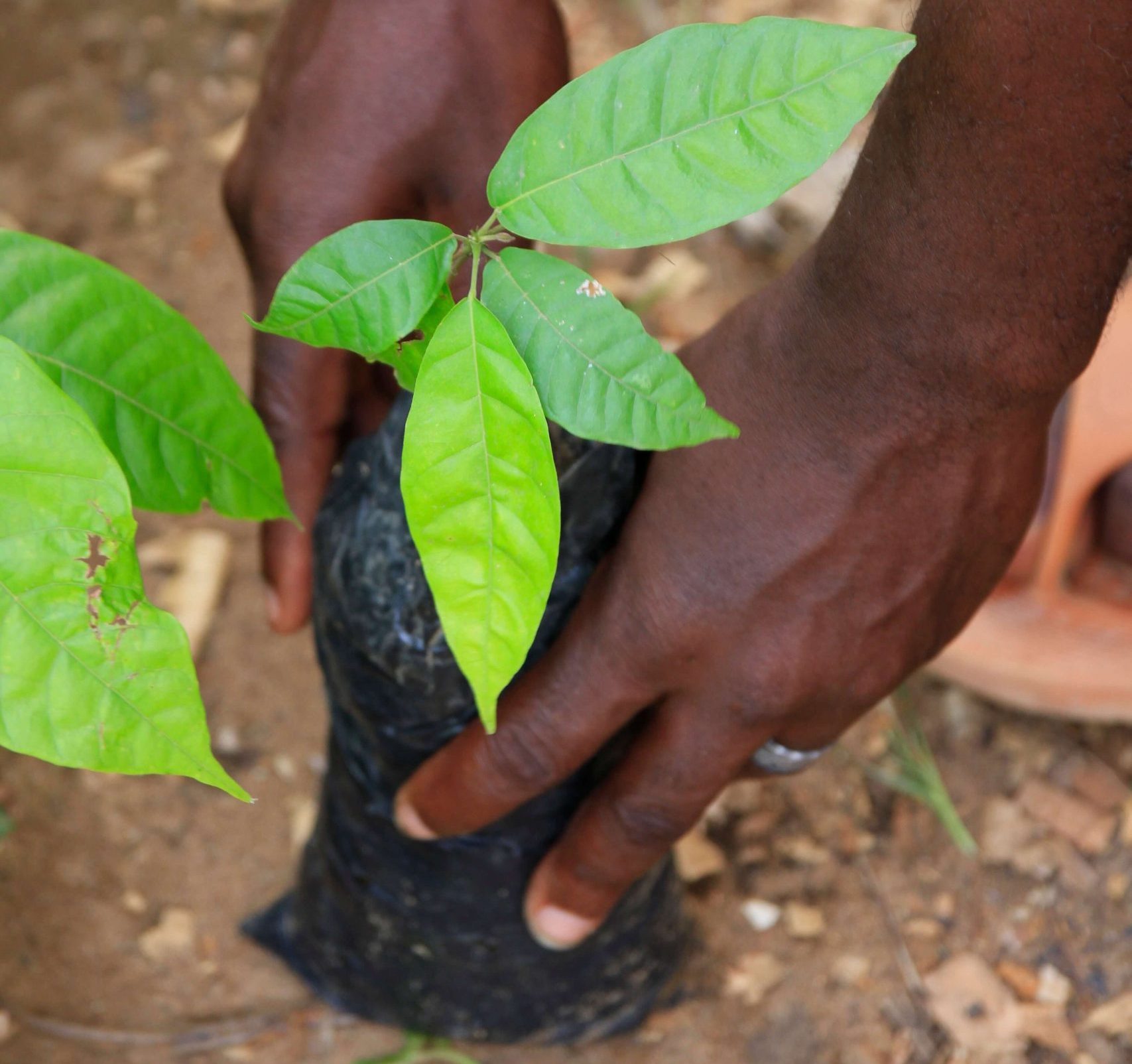 Kakaofrüchte und Pflanzen